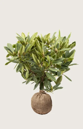 Blandet rhododendron 120cm Vel forgrenet | Plantinavia