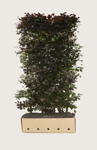 Blodbøg 80cm Vel forgrenet | Plantinavia