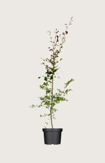 Blodbøg 150cm Forgrenet | Plantinavia