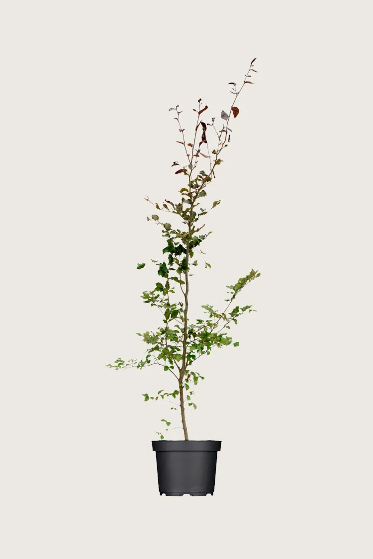 Blodbøg 175cm Forgrenet | Plantinavia
