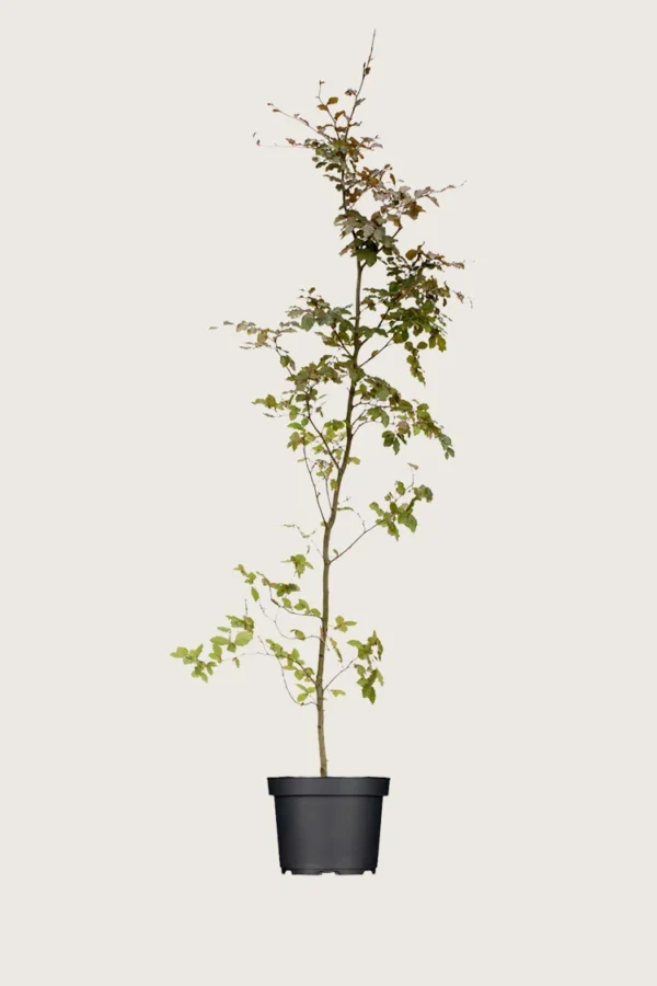 Blodbøg 225cm Forgrenet | Plantinavia