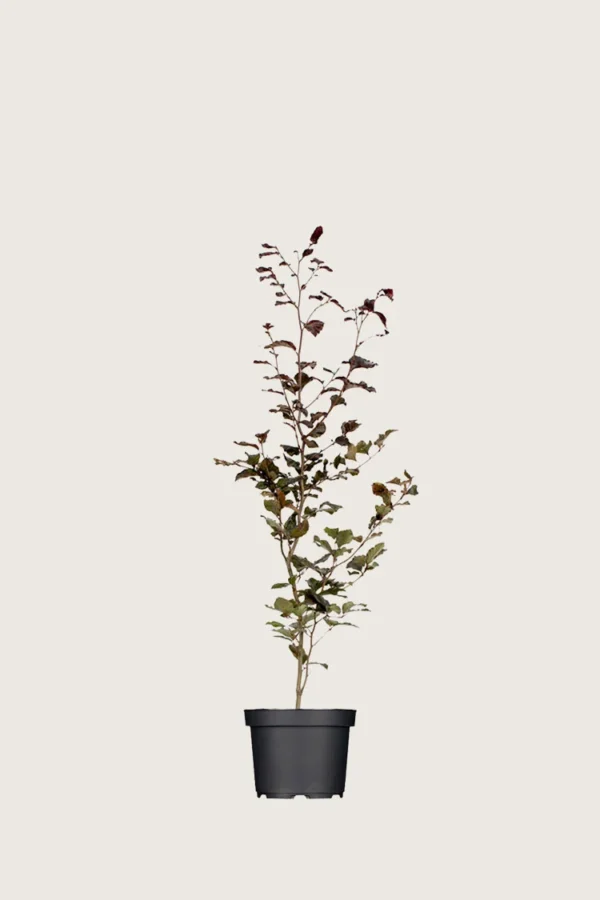 Blodbøg 40cm Forgrenet | Plantinavia