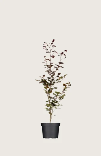 Blodbøg 80cm Forgrenet | Plantinavia