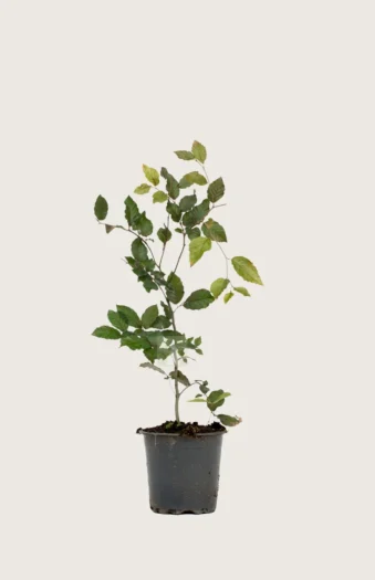 Blodbøg 100cm Outlet | Plantinavia