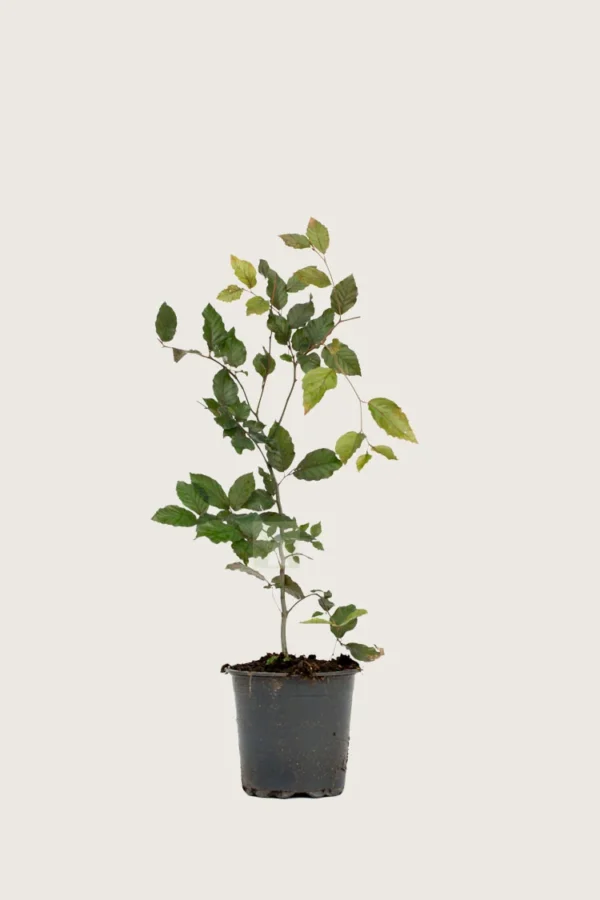 Blodbøg 100cm Outlet | Plantinavia