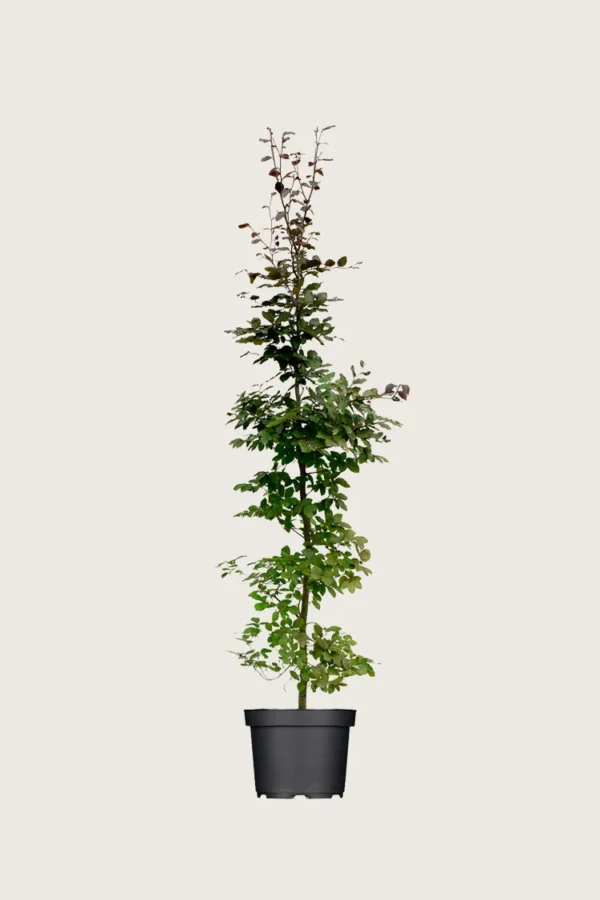 Blodbøg 125cm Vel forgrenet | Plantinavia