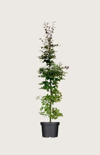 Blodbøg 175cm Vel forgrenet | Plantinavia