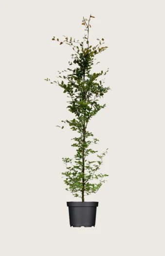 Blodbøg 200cm Vel forgrenet | Plantinavia