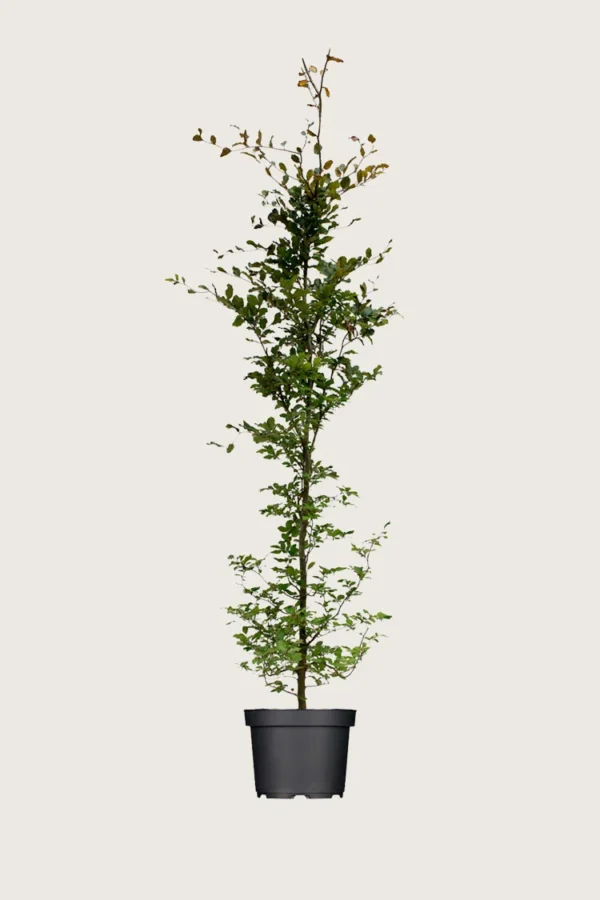 Blodbøg 200cm Vel forgrenet | Plantinavia