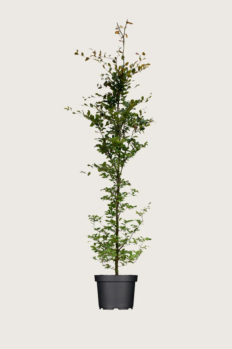 Blodbøg 250cm Vel forgrenet | Plantinavia