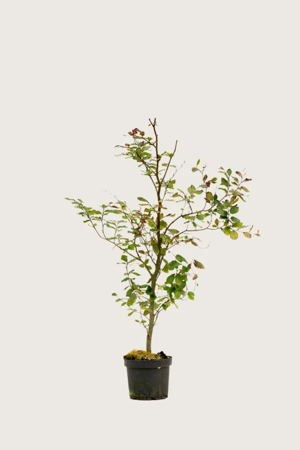 Blodbøg 80cm Vel forgrenet | Plantinavia
