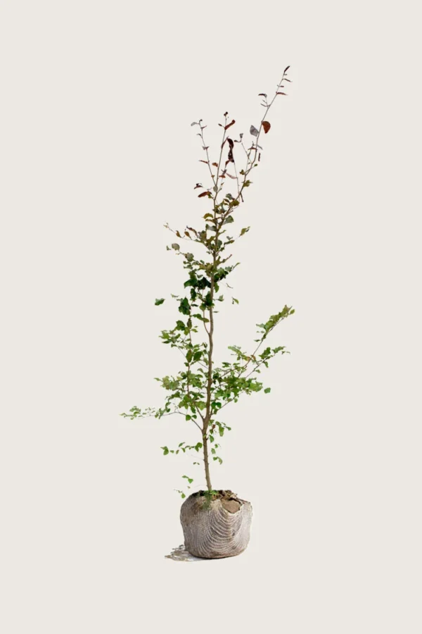 Blodbøg 125cm Forgrenet | Plantinavia