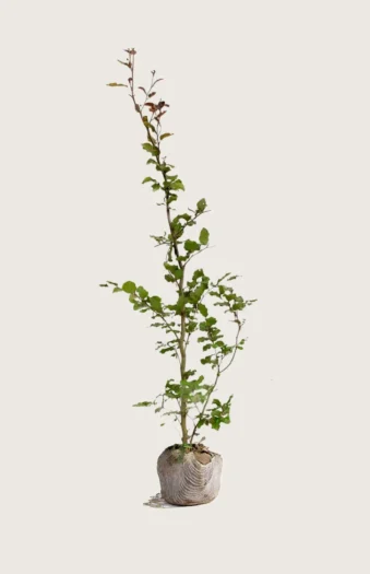 Blodbøg 250cm Outlet | Plantinavia