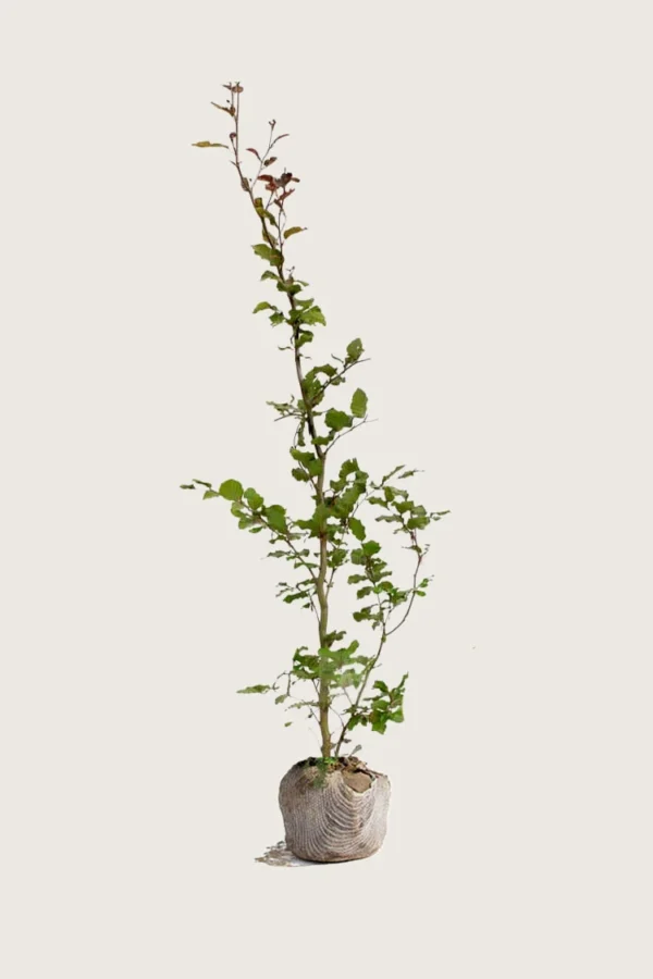 Blodbøg 250cm Outlet | Plantinavia