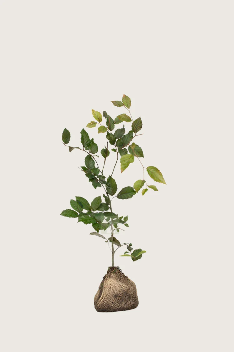 Blodbøg configurator