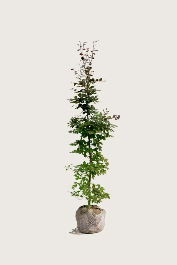 Blodbøg 125cm Vel forgrenet | Plantinavia