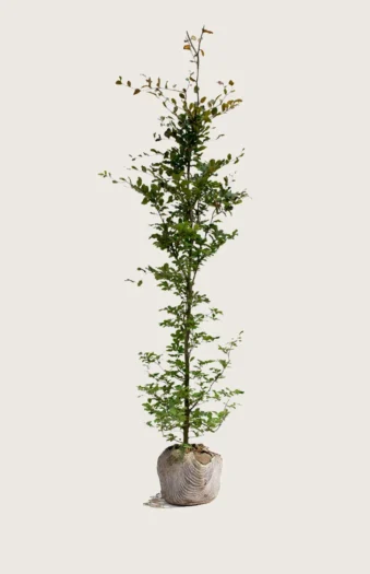 Blodbøg 300cm Vel forgrenet | Plantinavia