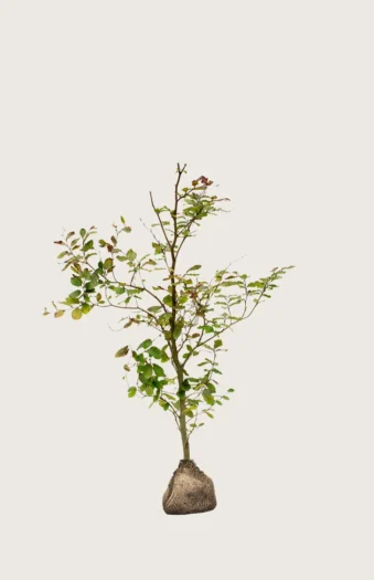 Blodbøg 80cm Vel forgrenet | Plantinavia