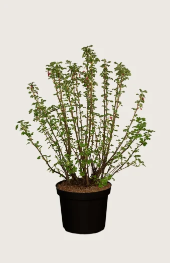 Blodribs 125cm Vel forgrenet | Plantinavia