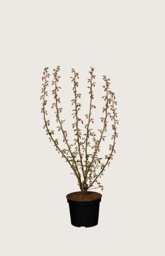 Blodribs 40cm Vel forgrenet | Plantinavia