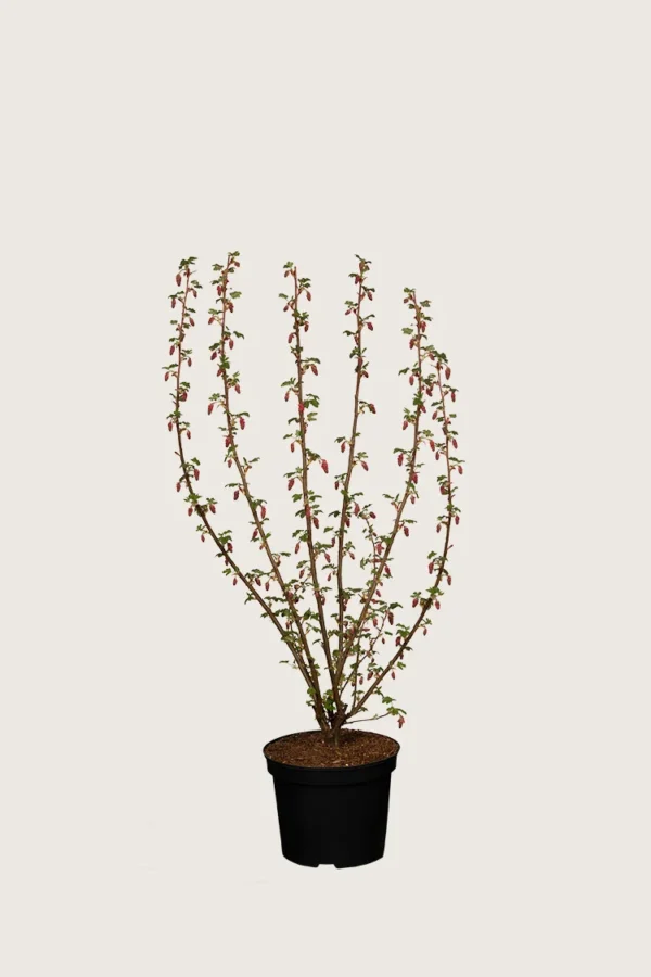 Blodribs 60cm Vel forgrenet | Plantinavia