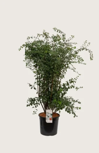 Buketspiræa 150cm Vel forgrenet | Plantinavia