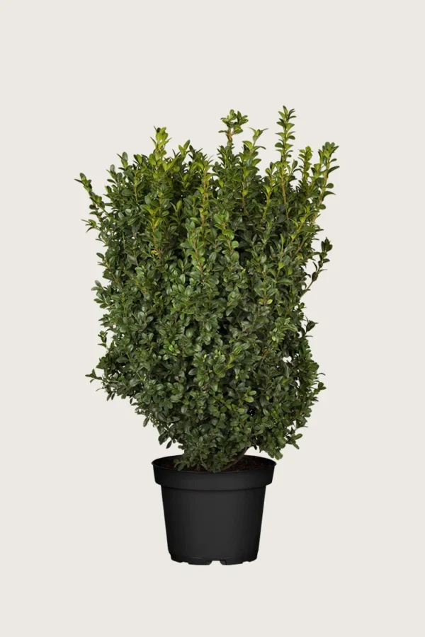 Buksbom 100cm Forgrenet | Plantinavia