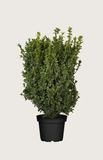 Buksbom 125cm Forgrenet | Plantinavia