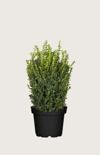 Buksbom 60cm Forgrenet | Plantinavia
