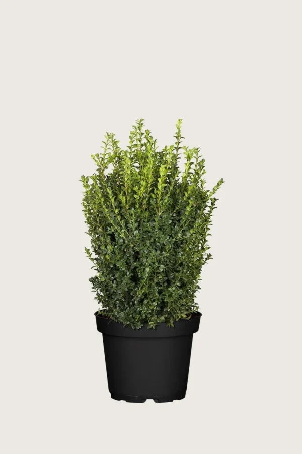 Buksbom 60cm Forgrenet | Plantinavia