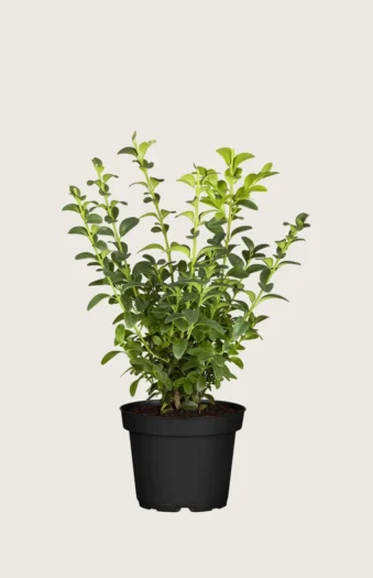 Buksbom 60cm Outlet | Plantinavia