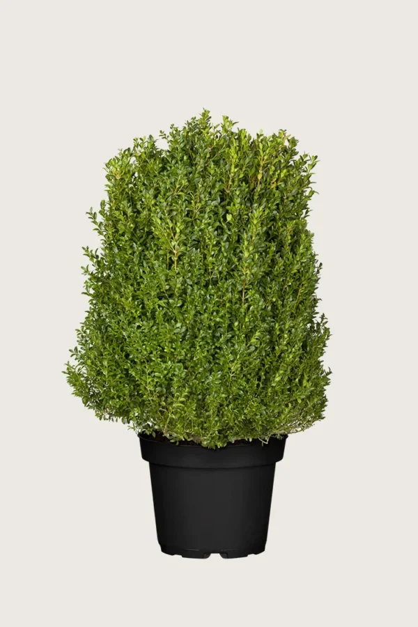 Buksbom 100cm Vel forgrenet | Plantinavia