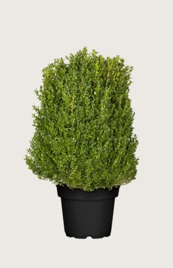 Buksbom 125cm Vel forgrenet | Plantinavia