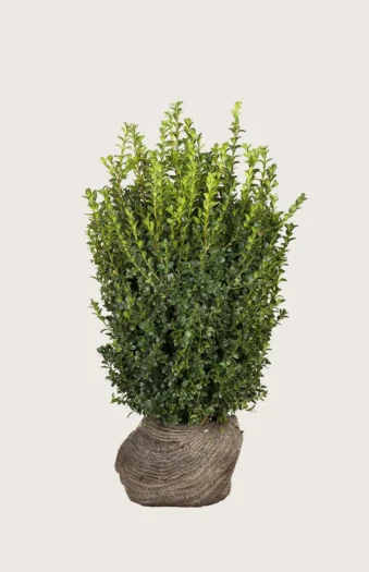 Buksbom 125cm Forgrenet | Plantinavia