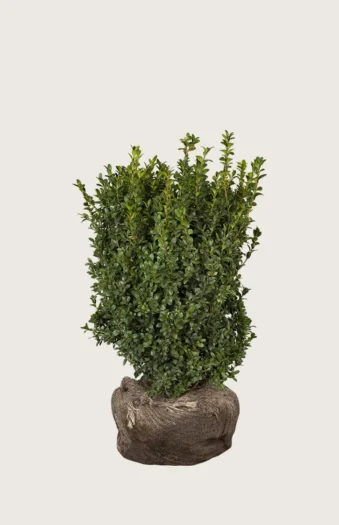 Buksbom 40cm Forgrenet | Plantinavia