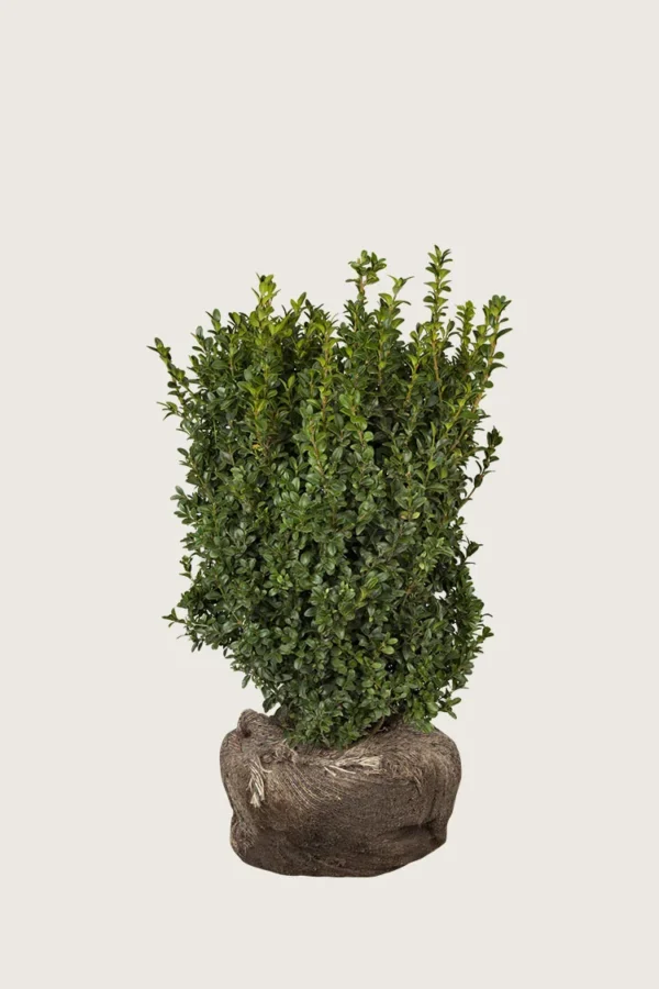 Buksbom 60cm Forgrenet | Plantinavia