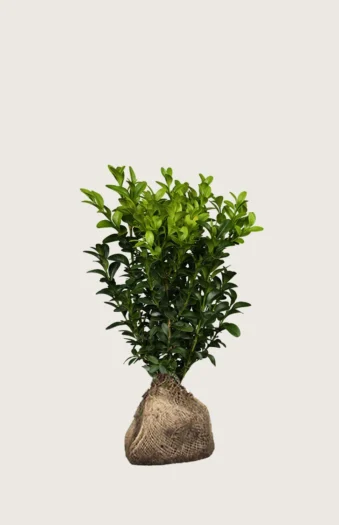 Buksbom 100cm Outlet | Plantinavia