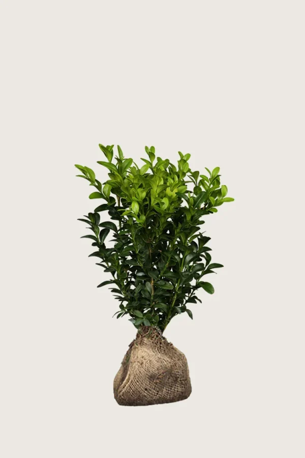 Buksbom 100cm Outlet | Plantinavia