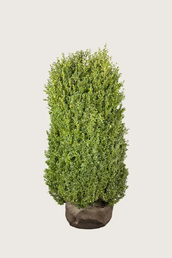 Buksbom 125cm Vel forgrenet | Plantinavia