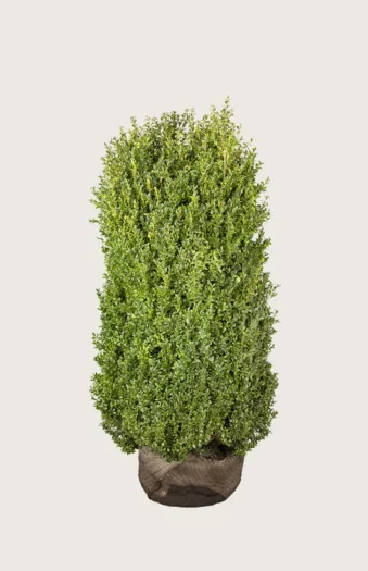 Buksbom 175cm Vel forgrenet | Plantinavia