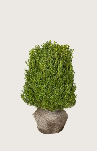 Buksbom 80cm Vel forgrenet | Plantinavia