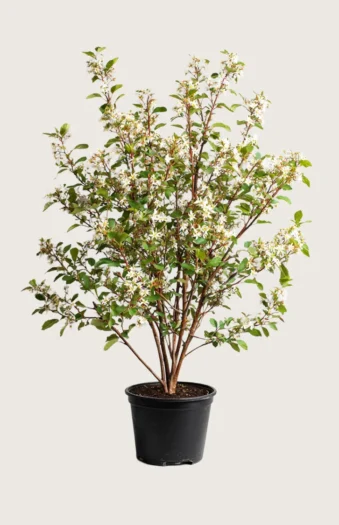 Canadisk bærmispel 150cm Vel forgrenet | Plantinavia