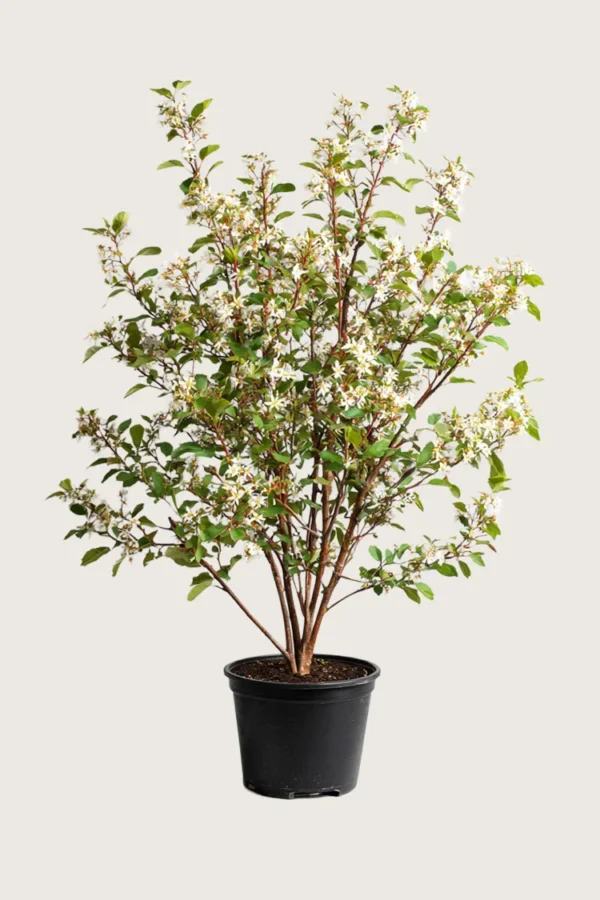 Canadisk bærmispel 150cm Vel forgrenet | Plantinavia