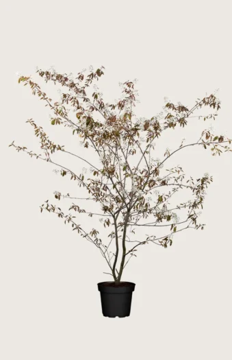 Canadisk bærmispel 125cm Vel forgrenet | Plantinavia