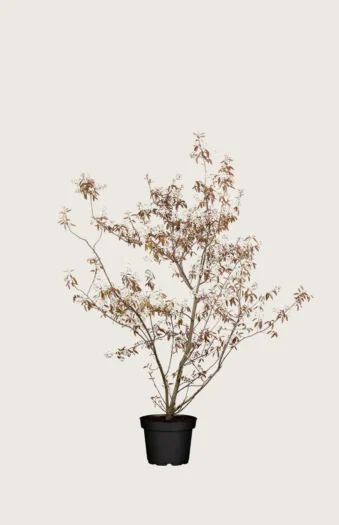 Canadisk bærmispel 80cm Vel forgrenet | Plantinavia