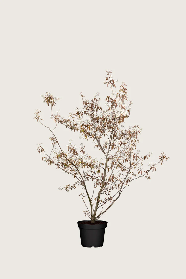 Canadisk bærmispel 80cm Vel forgrenet | Plantinavia