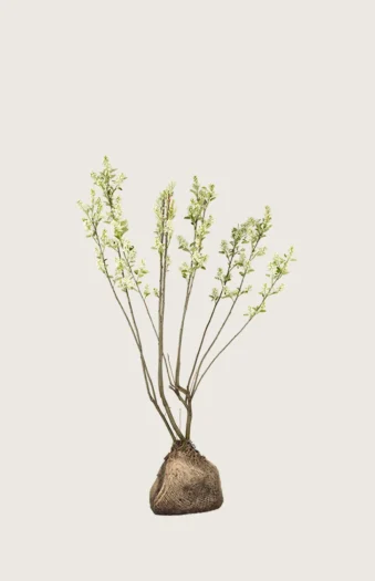 Canadisk bærmispel 60cm Forgrenet | Plantinavia