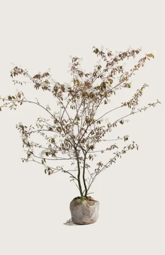 Canadisk bærmispel 125cm Vel forgrenet | Plantinavia