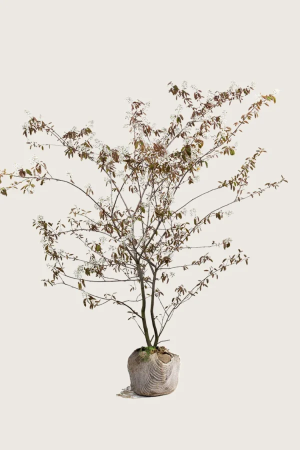 Canadisk bærmispel 125cm Vel forgrenet | Plantinavia