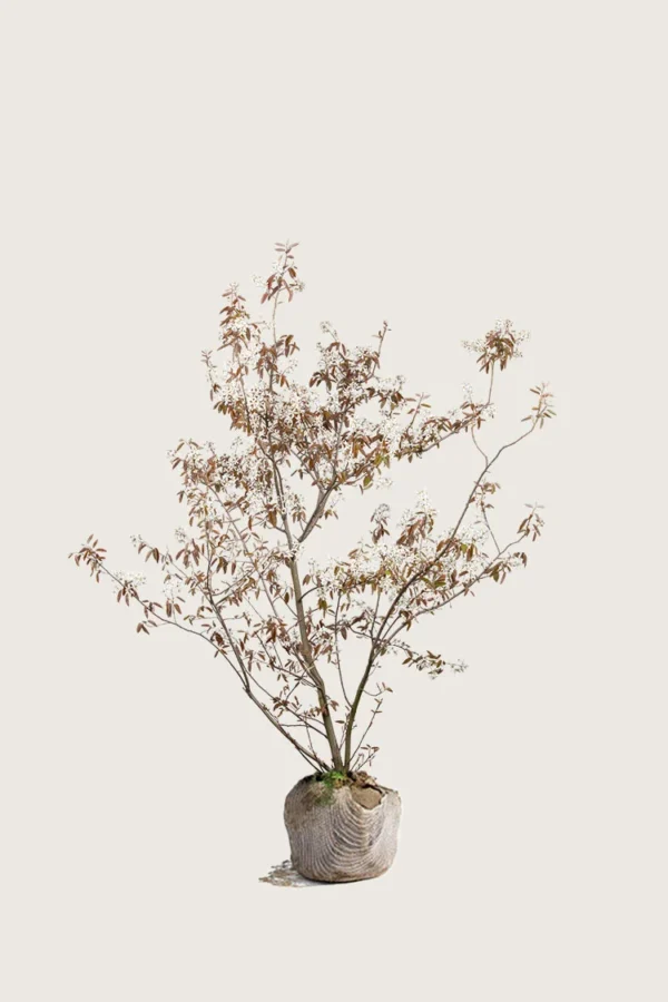 Canadisk bærmispel 60cm Vel forgrenet | Plantinavia